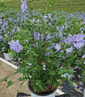 Blue Chiffon® Rose Of Sharon