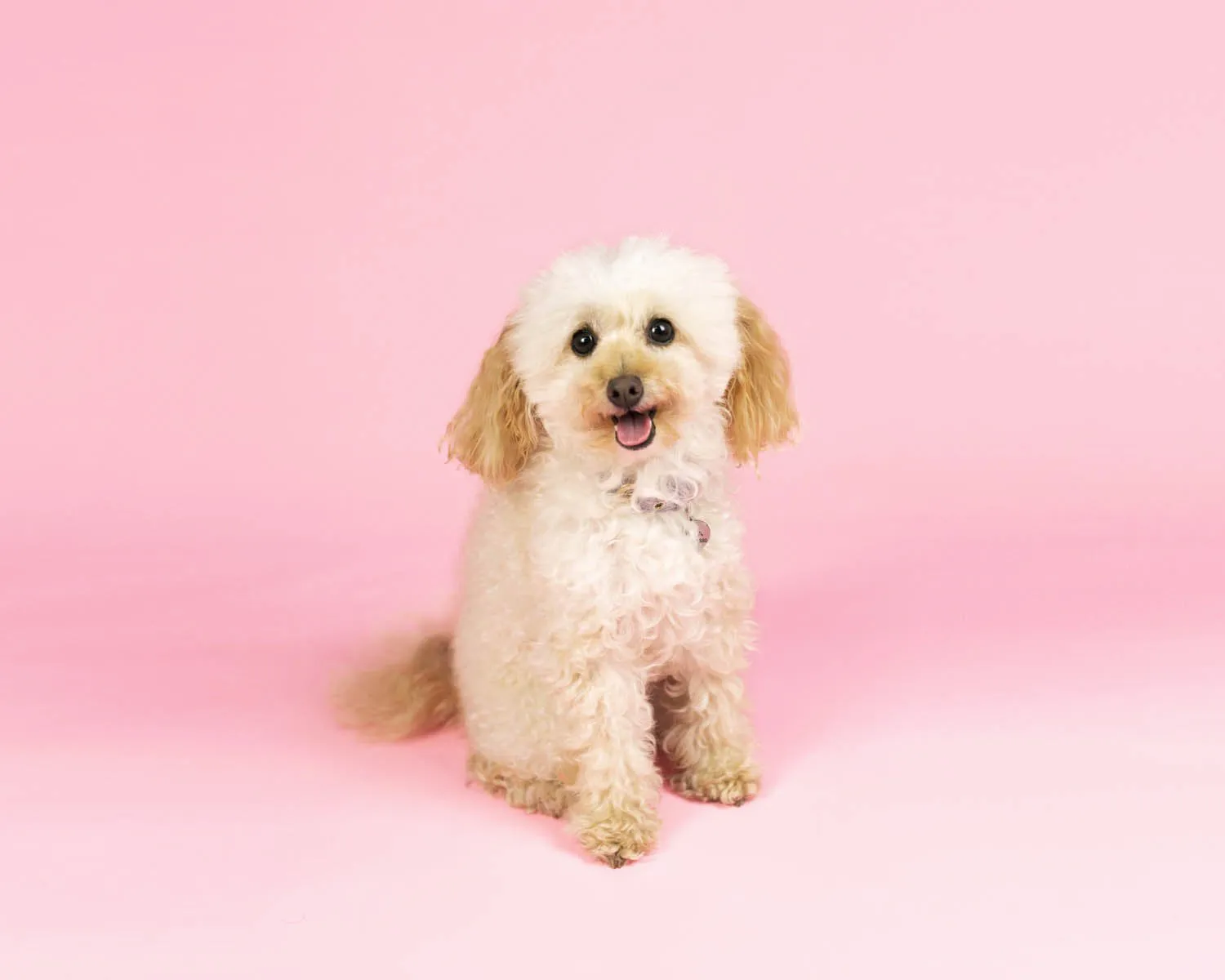 'Cotton Candy' Collection Half Width  Photography Studio Paper Backdrop Set (1.36 x 10M)